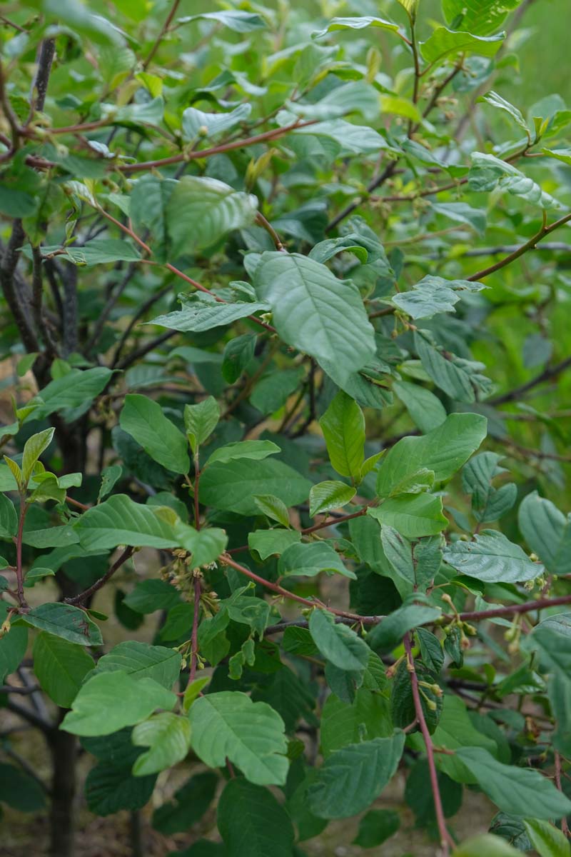 Frangula alnus solitair twijg