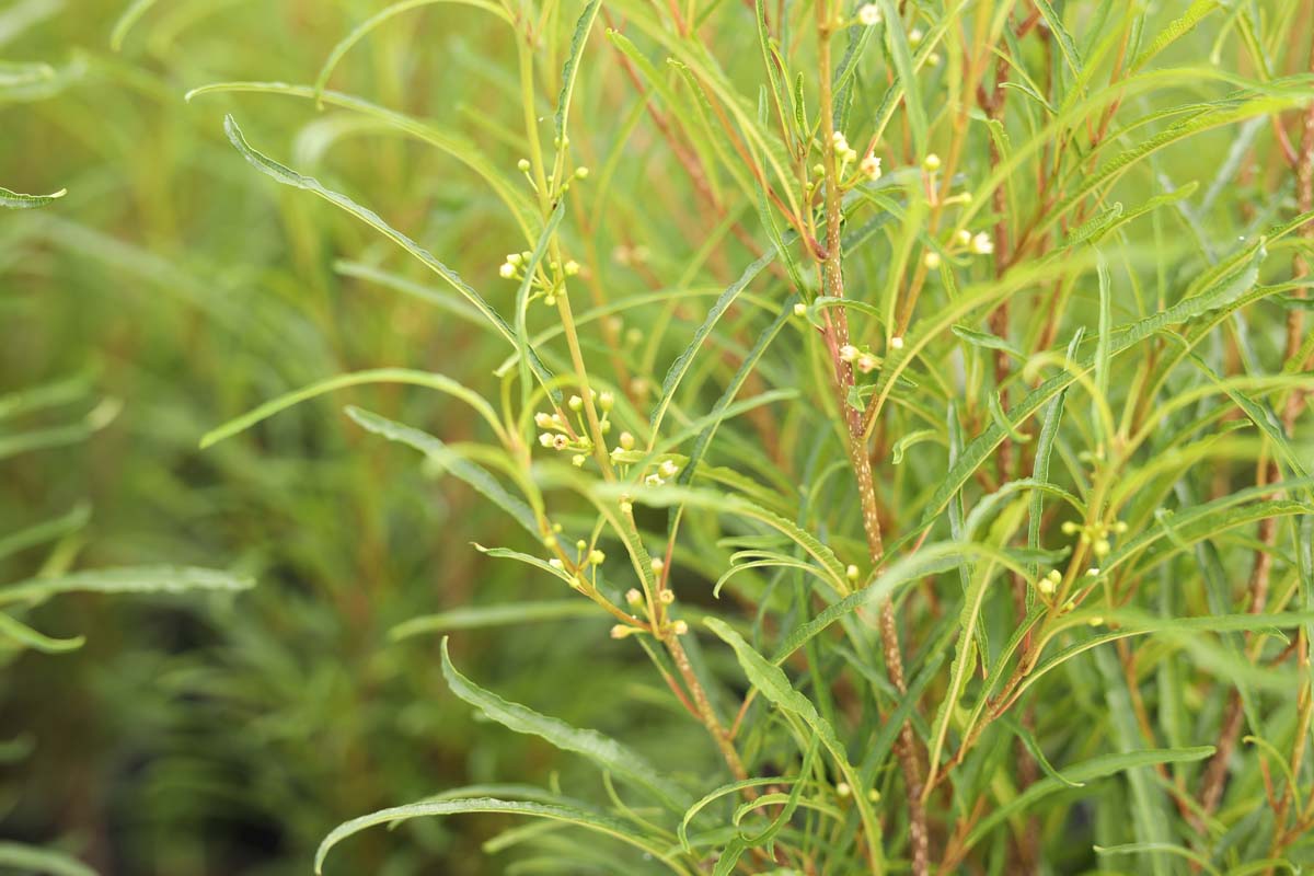 Frangula alnus 'Ron Williams' meerstammig / struik twijg