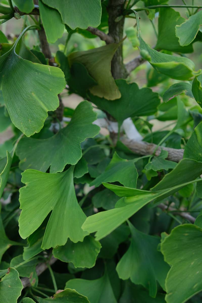 Ginkgo biloba solitair blad