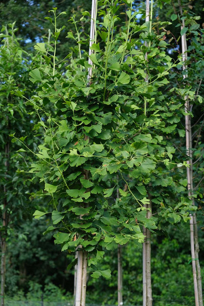 Ginkgo biloba Tuinplanten twijg