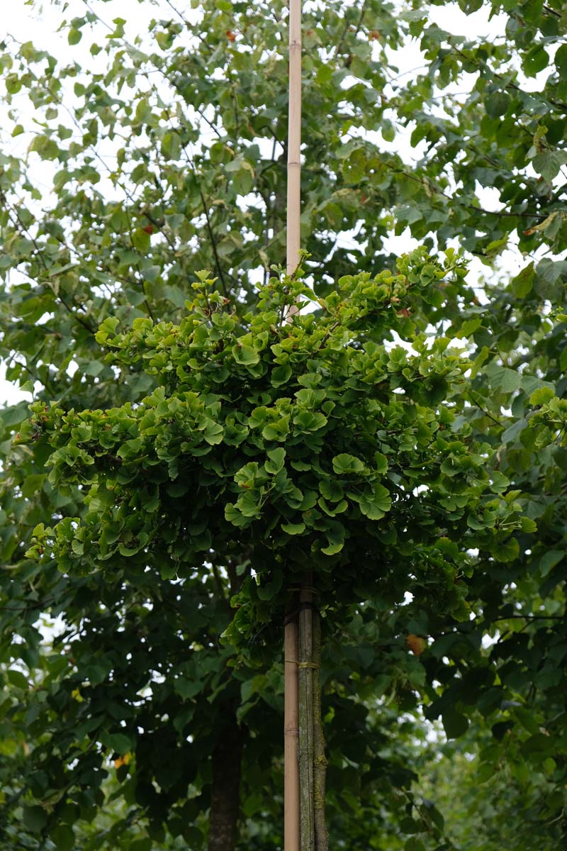 Ginkgo biloba 'Mariken' op stam twijg