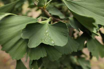 Ginkgo biloba 'Princeton Sentry' op stam blad