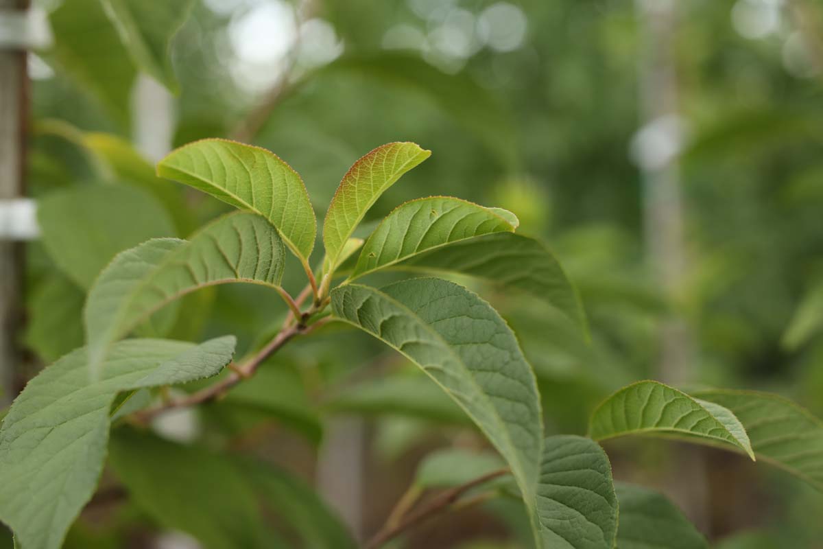 Halesia carolina haagplant blad