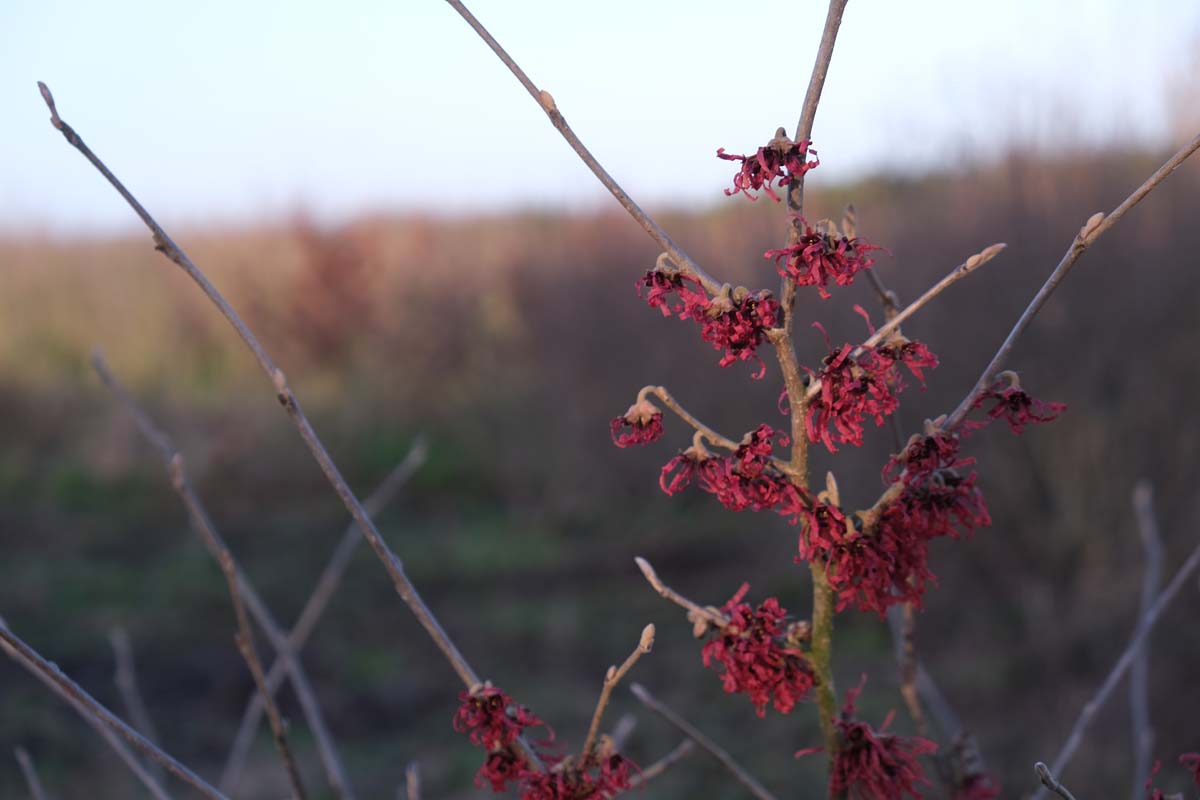 Hamamelis intermedia 'Rubin' meerstammig / struik