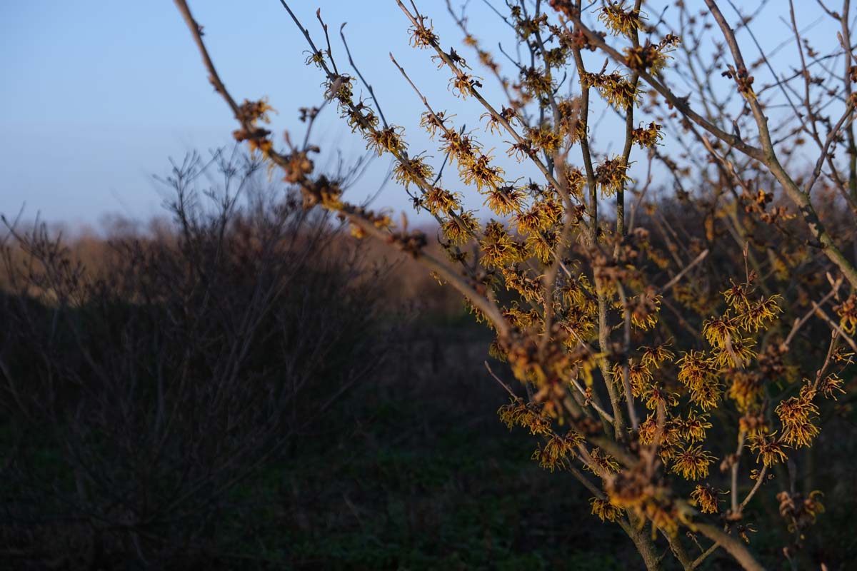 Hamamelis intermedia 'Westerstede' meerstammig / struik herfstkleur