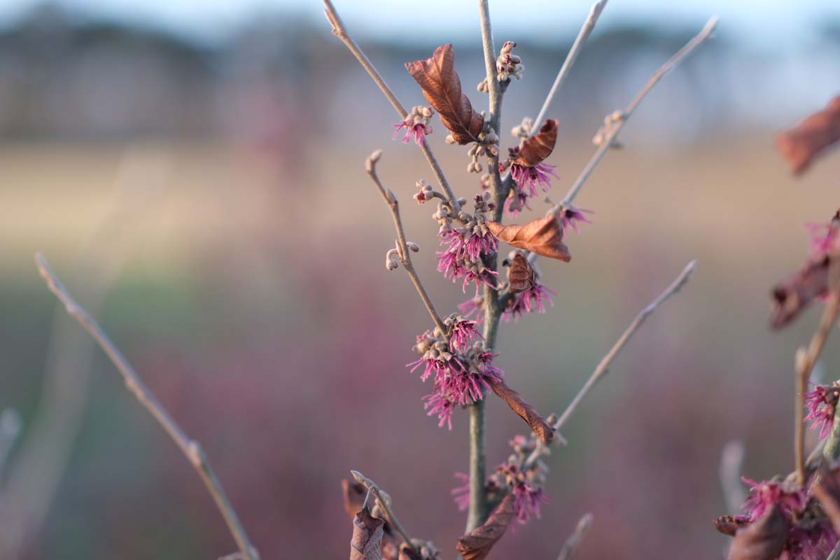 Hamamelis vernalis 'Amethyst' meerstammig / struik bloem