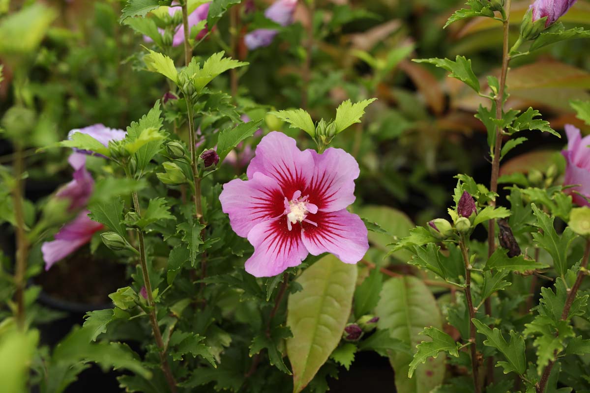 Hibiscus syriacus 'Maike' meerstammig / struik bloem