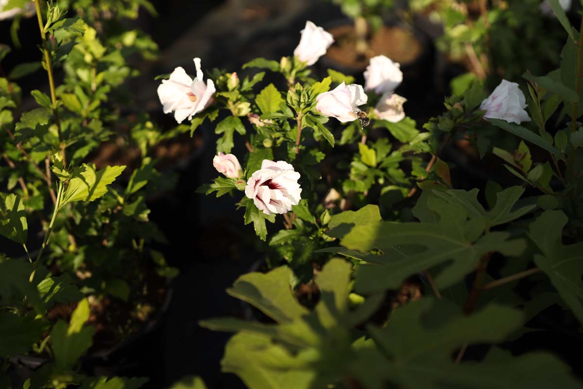 Hibiscus syriacus 'Red Heart' Tuinplanten biodiversiteit