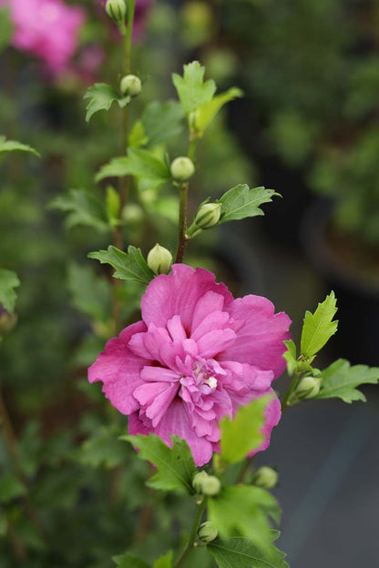 Hibiscus syriacus 'Sanchonyo' bloem