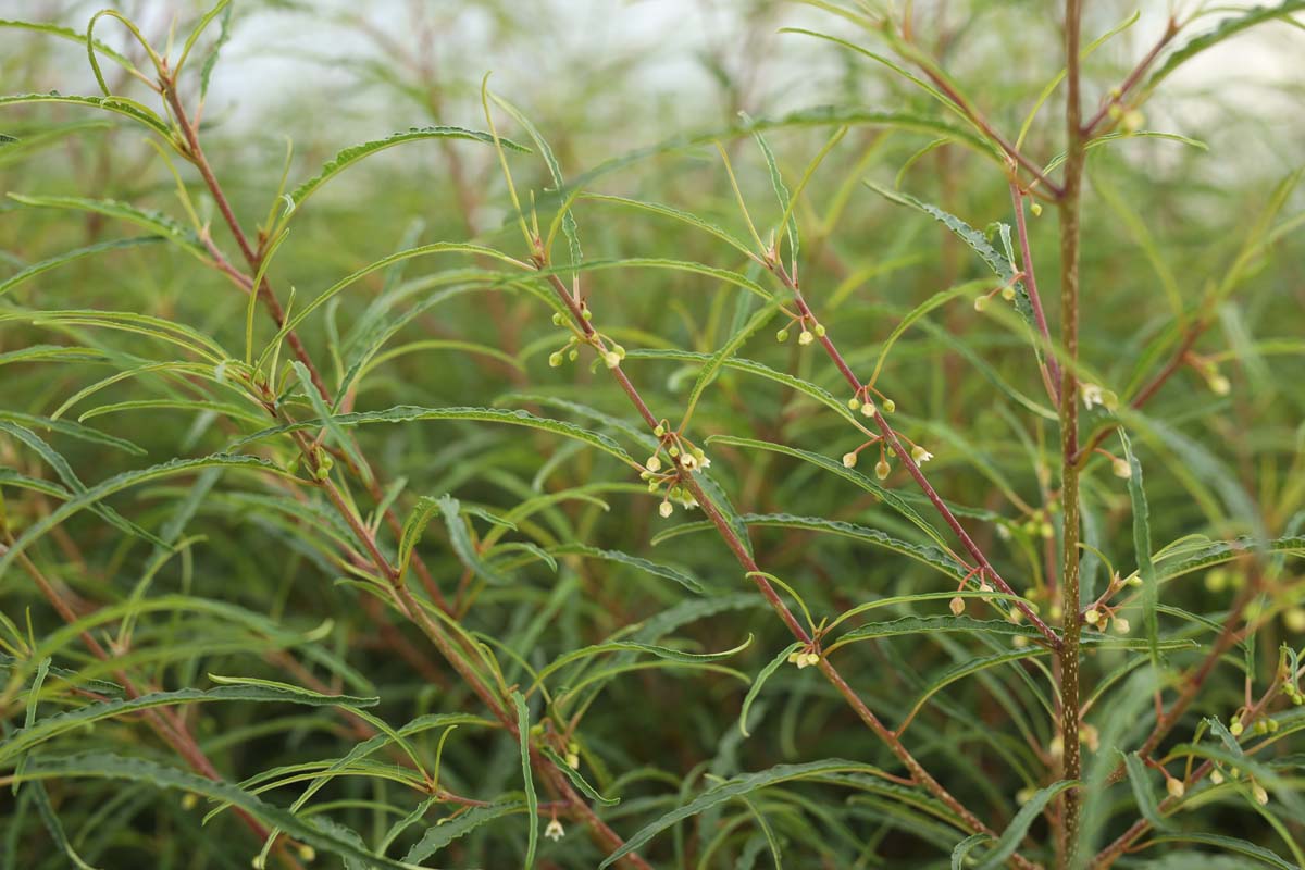 Hippophae rhamnoides 'Hergo' meerstammig / struik twijg