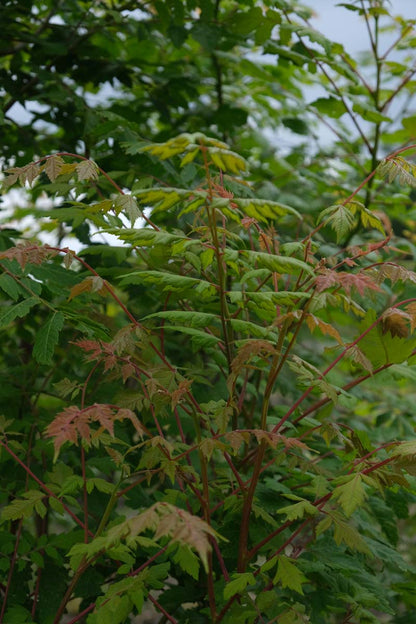 Koelreuteria paniculata haagplant twijg