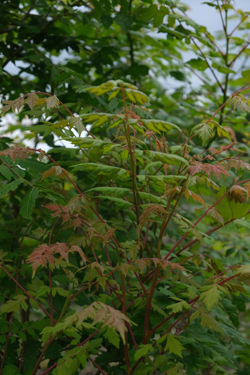 Koelreuteria paniculata op stam twijg