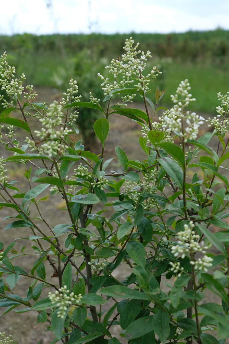 Ligustrum vulgare Tuinplanten bloesem