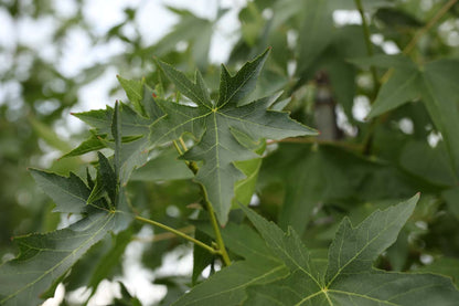 Liquidambar styraciflua 'Andrew Hewson' op stam blad