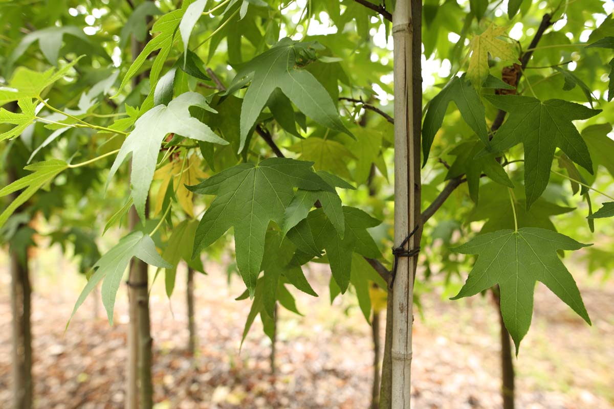 Liquidambar styraciflua 'Worplesdon' leiboom twijg