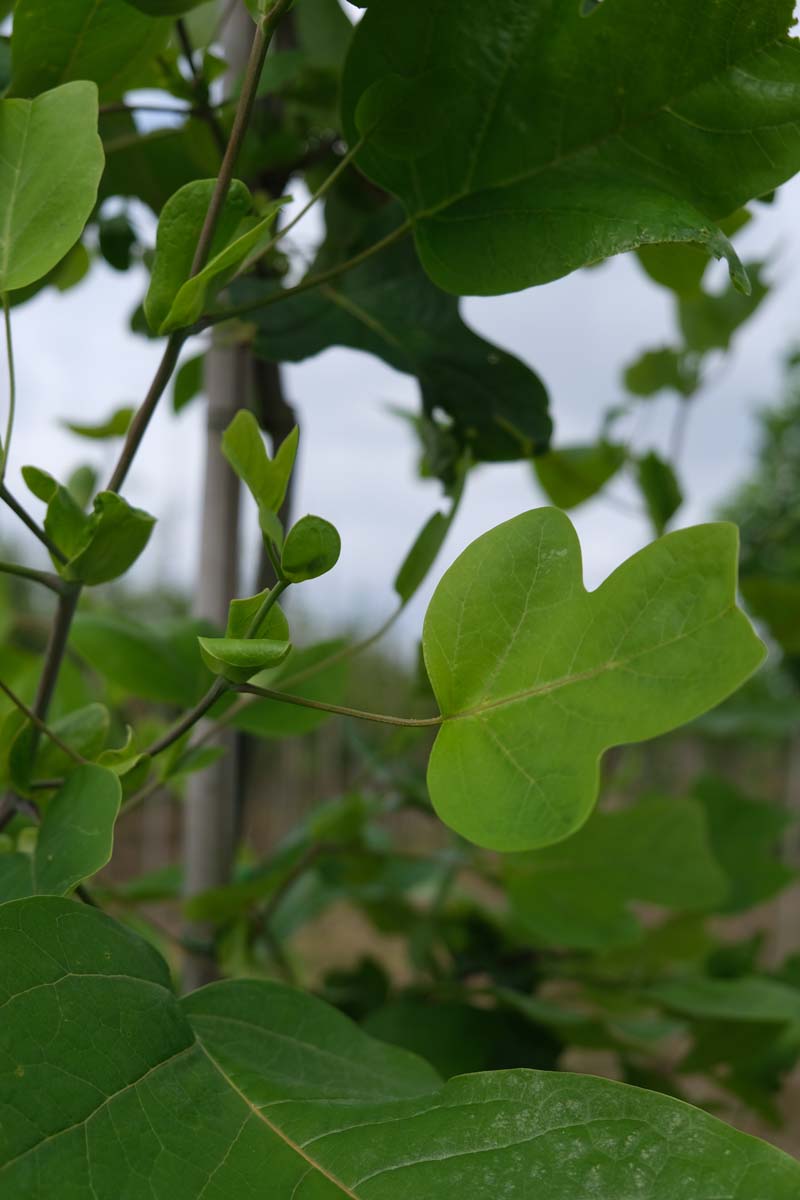 Liriodendron tulipifera dakboom blad