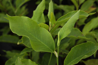 Magnolia soulangeana solitair blad