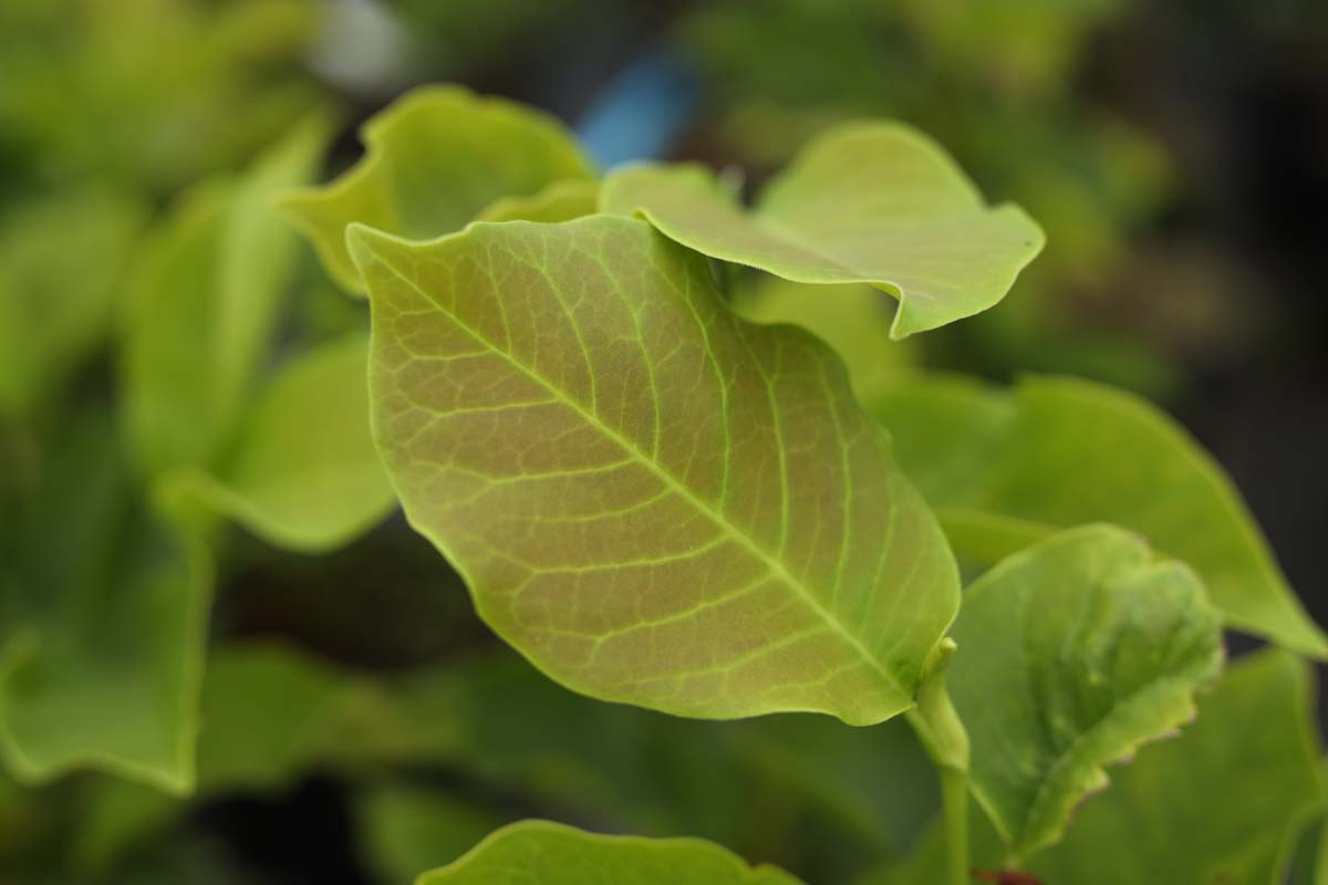 Magnolia soulangeana 'Alba Superba' op stam blad