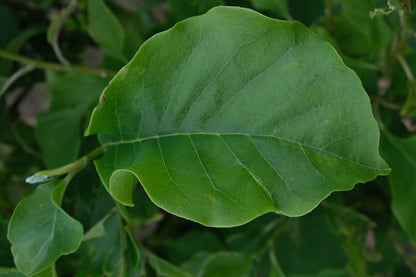 Magnolia tripetala solitair blad