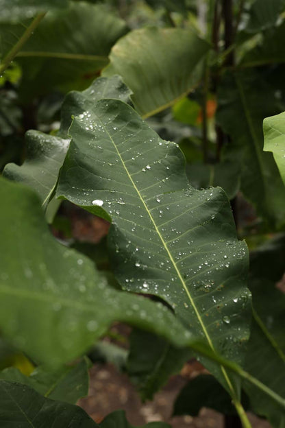 Magnolia tripetala op stam blad