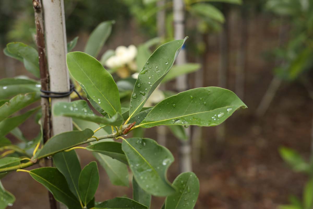 Magnolia virginiana op stam blad