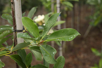 Magnolia virginiana op stam blad