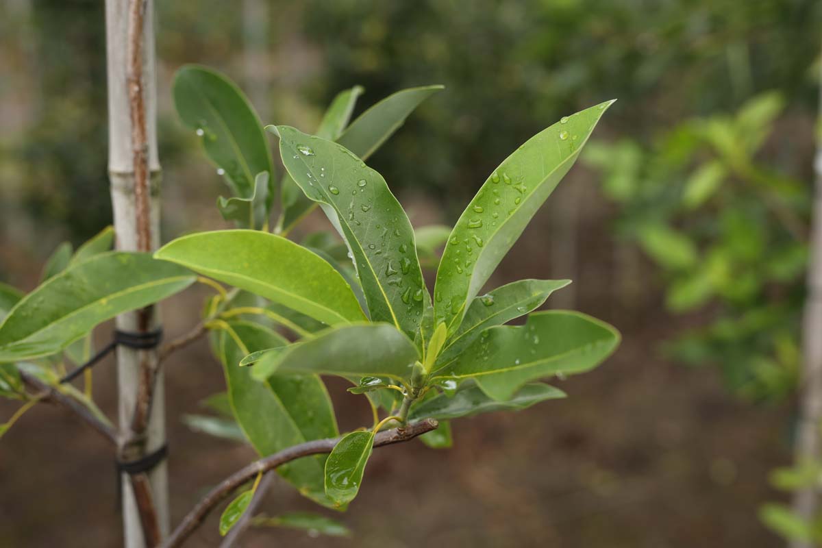 Magnolia virginiana op stam blad