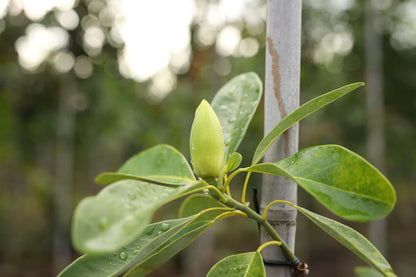 Magnolia virginiana op stam blad