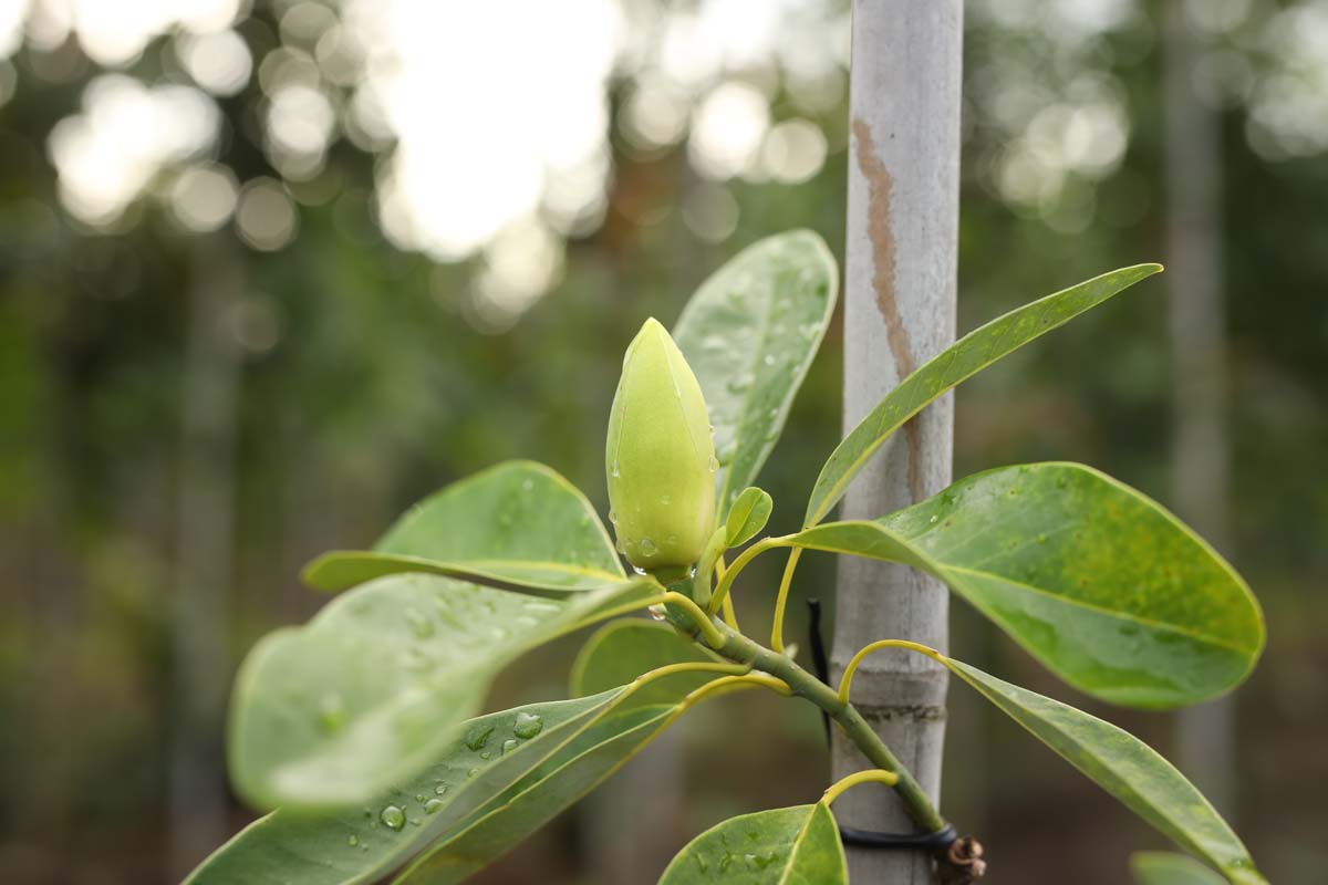 Magnolia virginiana meerstammig / struik blad