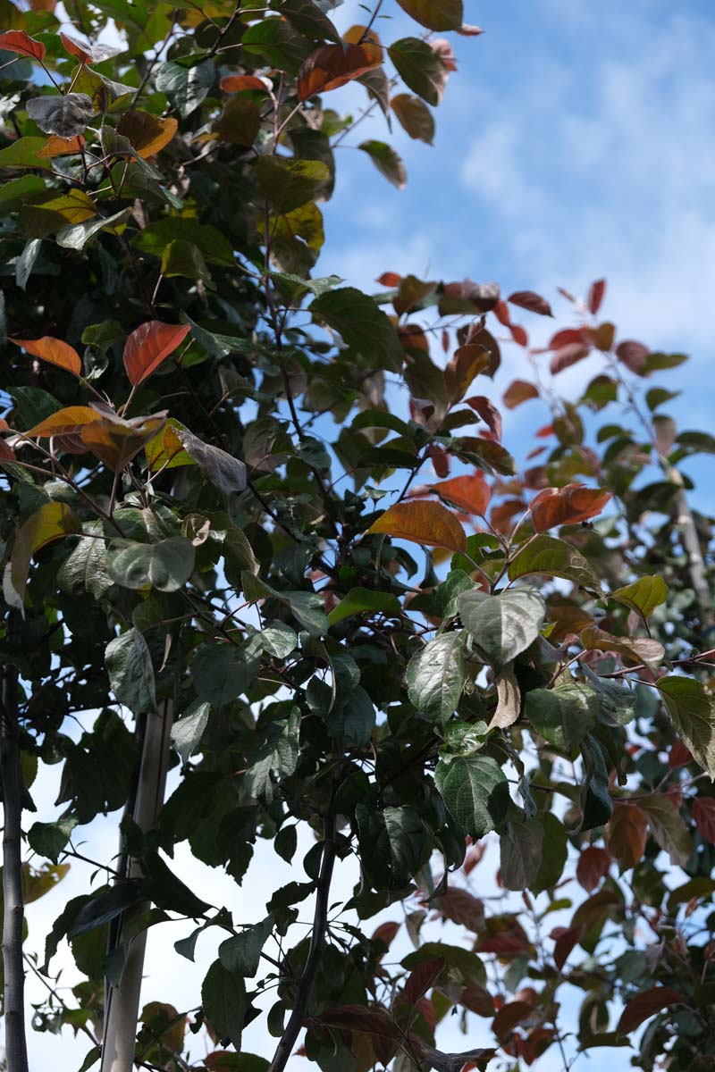 Malus 'Mokum' leiboom blad