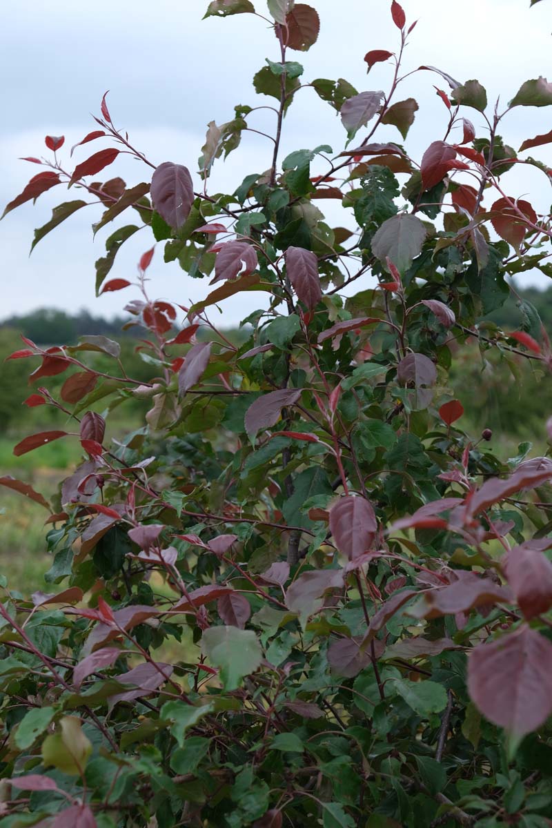 Malus 'Rudolph' leiboom blad