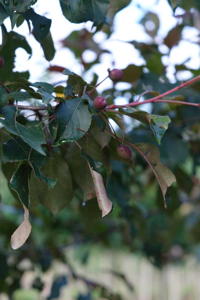 Malus 'Rudolph' leiboom blad