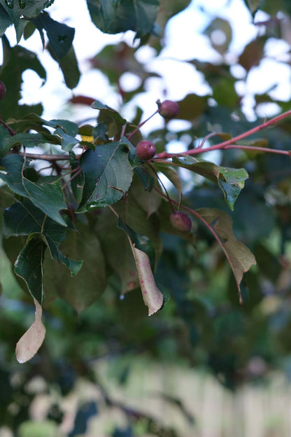 Malus 'Rudolph' op stam blad