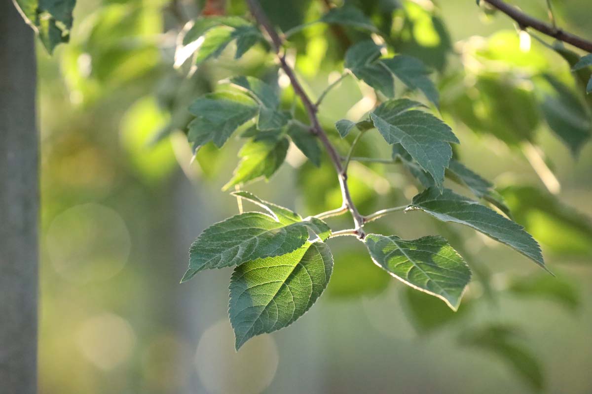 Malus 'Evereste' dakboom blad