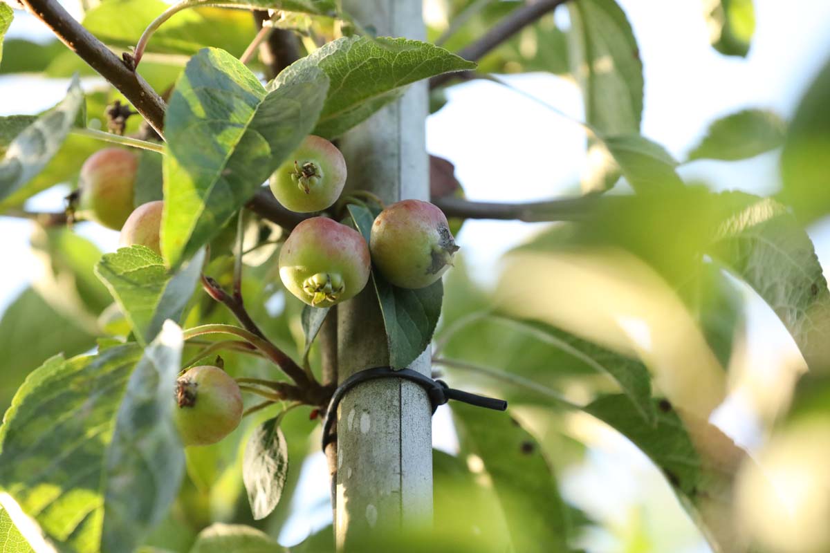 Malus 'Evereste' op stam appel