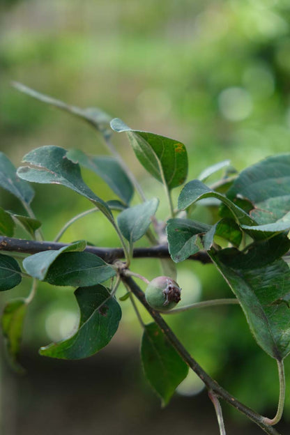 Malus 'Gorgeous' op stam blad