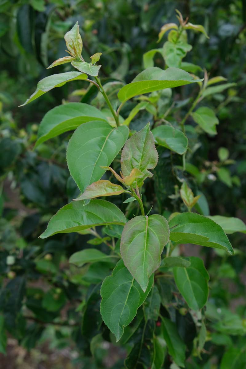 Malus toringo 'Brouwers Beauty' solitair blad