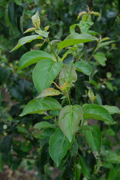 Malus toringo 'Brouwers Beauty' solitair blad