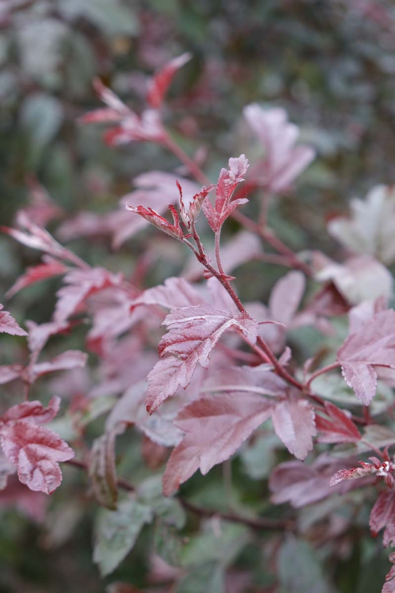 Malus toringo 'Freja' leiboom blad