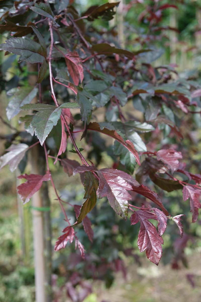 Malus toringo 'Freja' leiboom blad