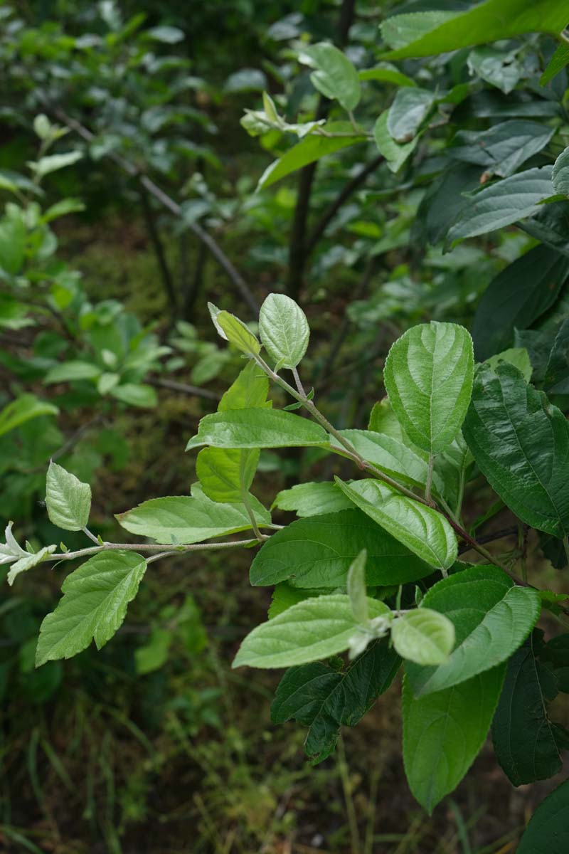 Malus 'Ydun' meerstammig / struik blad