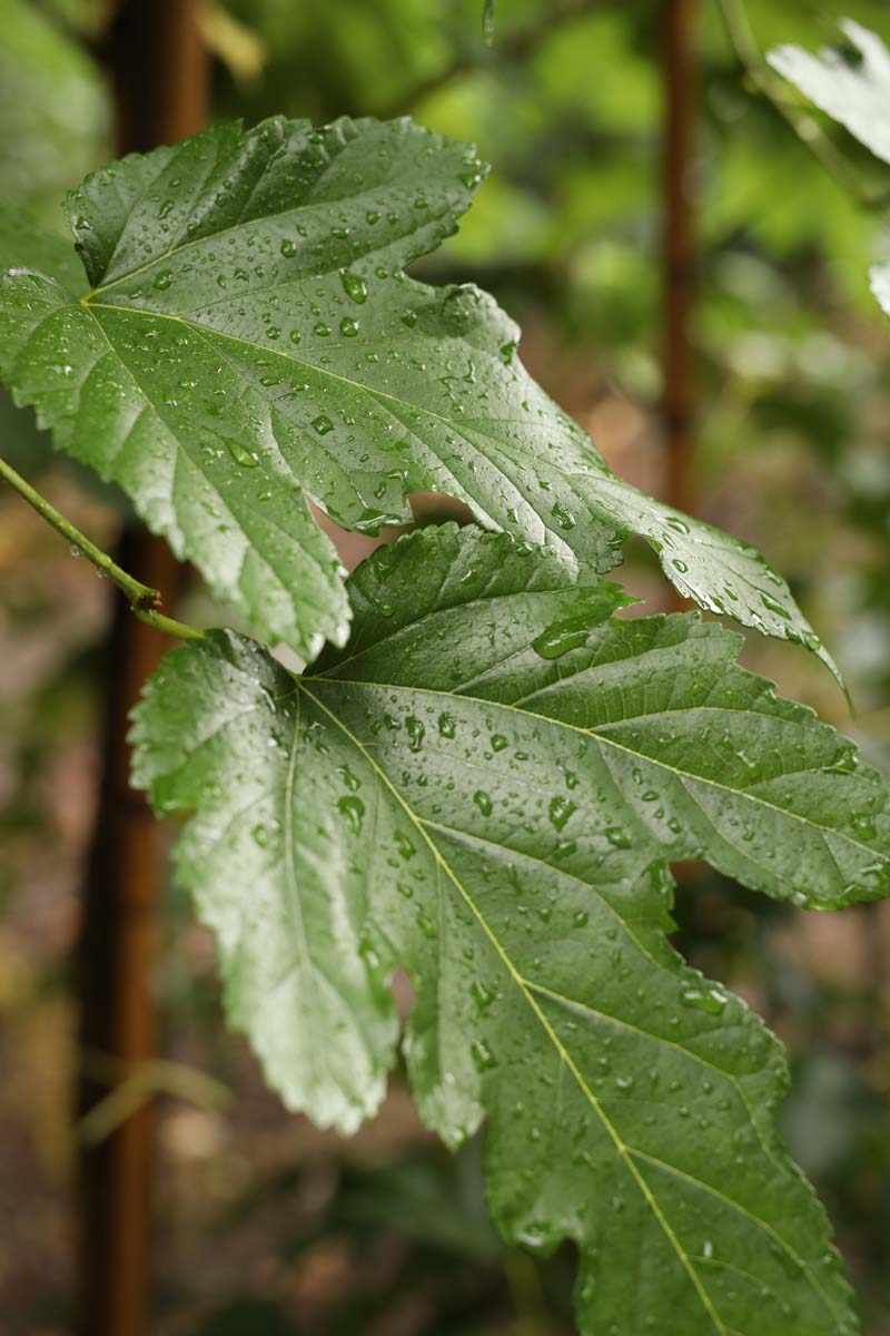 Morus alba 'Fruitless' leiboom blad