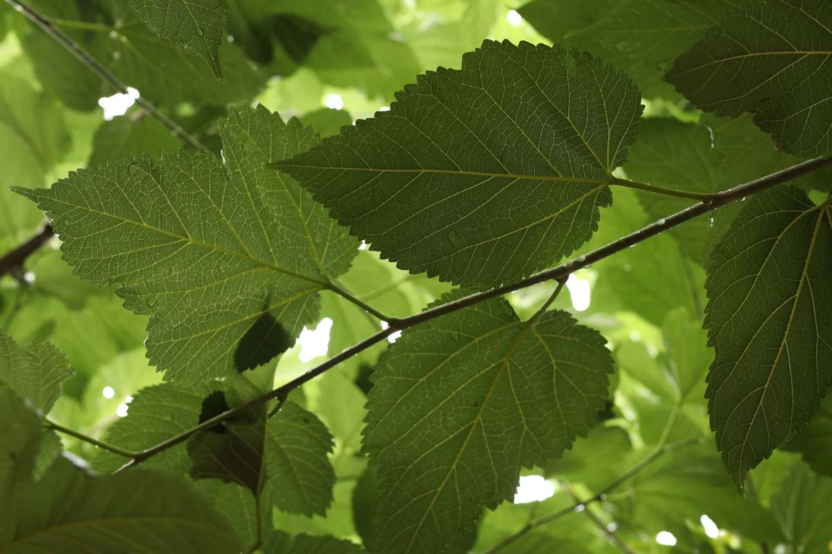 Morus alba 'Fruitless' leiboom blad