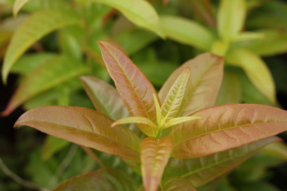 Oxydendrum arboreum solitair blad