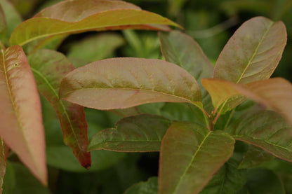 Oxydendrum arboreum solitair blad