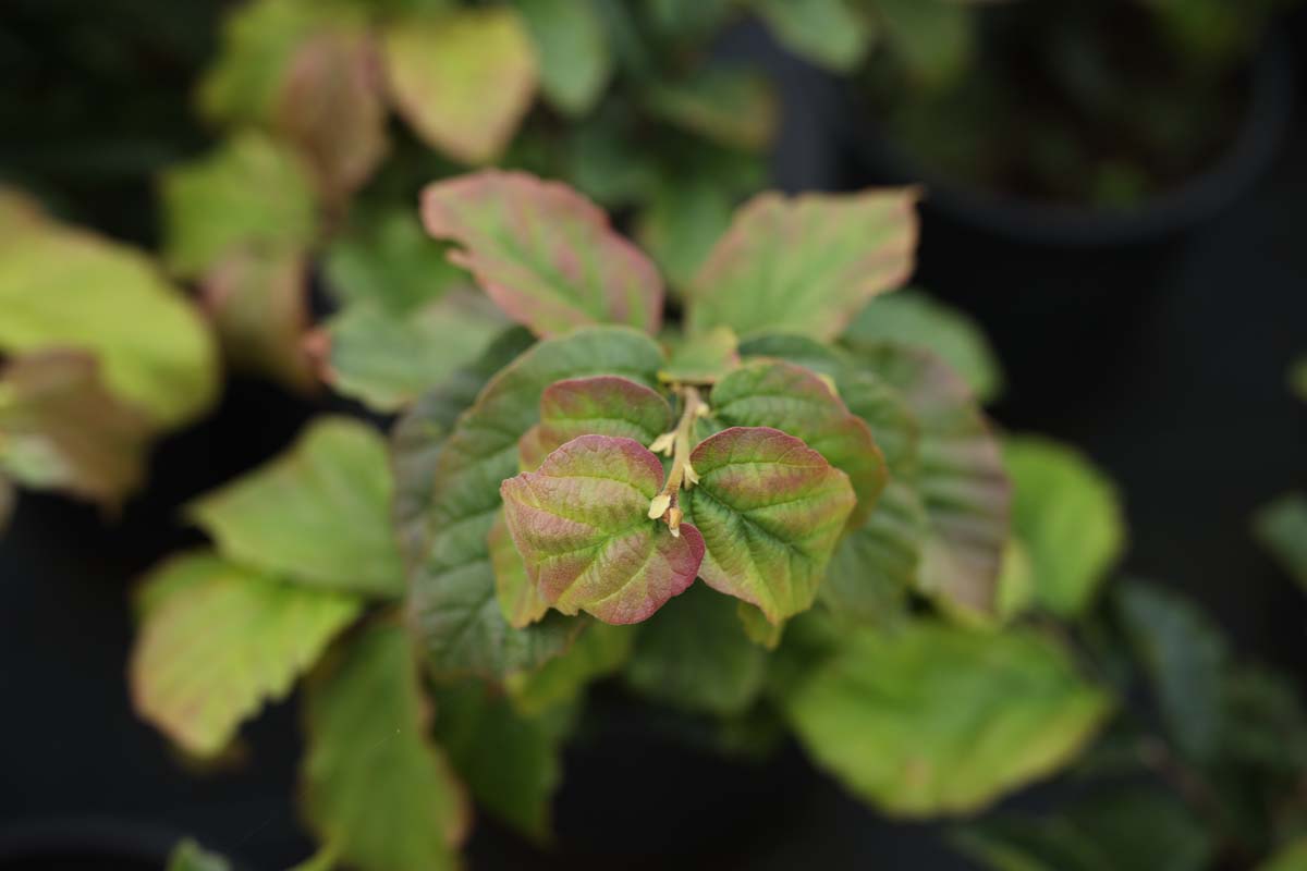 Parrotia persica leiboom blad