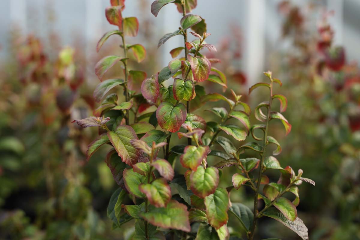 Parrotia persica 'JLPN01' op stam twijg