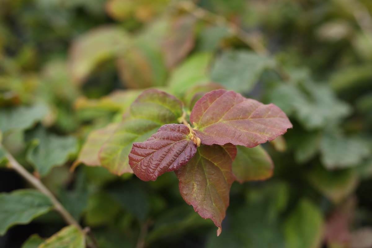 Parrotia persica leiboom blad