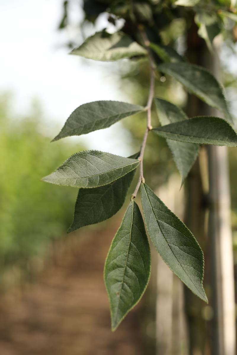 Photinia villosa meerstammig / struik blad