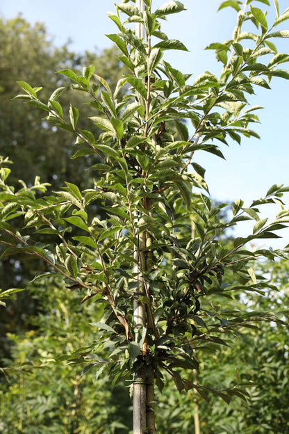 Photinia villosa meerstammig / struik twijg